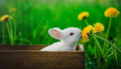 爱游戏娱乐-VALORANT 战队新人表现超预期，valorant比赛规则